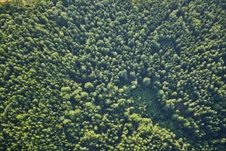 Aerial view over the forests near Woerth an der Donau
