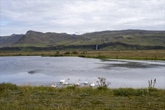 Coast with swans near South Iceland