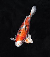 Top view colorful koi fishes_3