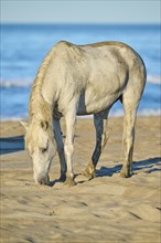 Camargue horse standing on a beach in morning light