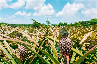 Harvest of pineapple fruits with blue sky background. View of a beautiful growing pineapple crop