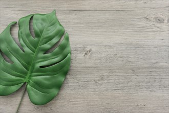 Wooden background with big green leaf