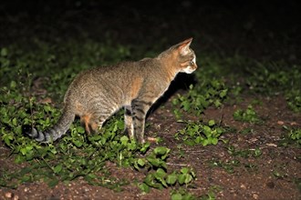 South African wildcat