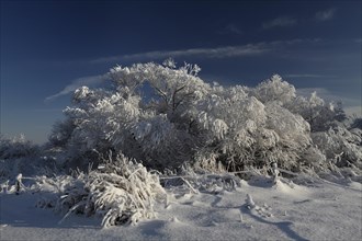 Hoarfrost in a pasture