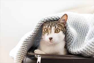 Funny cat blanket suitcase