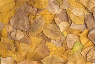 Composition collected yellow fallen leaves