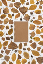 Leaves acorns around notebook