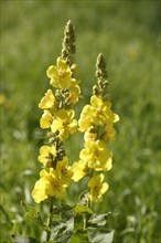 Yellow dense-flowered mullein