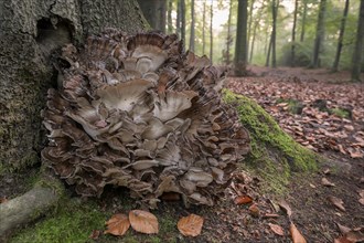 Large mushroom on beech trunk