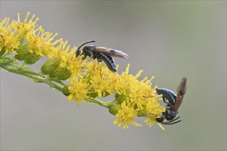 Brush horned wasps