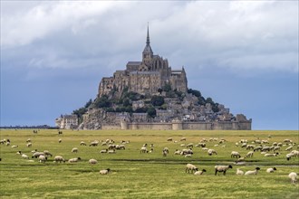 Sheep in front of the monastery mountain Mont Saint-Michel