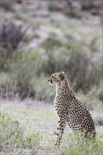 Cheetah