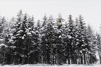 Snowy coniferous trees forest