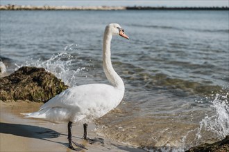 Beautiful swan shore