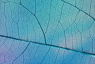 Transparent leaf with blue backlight
