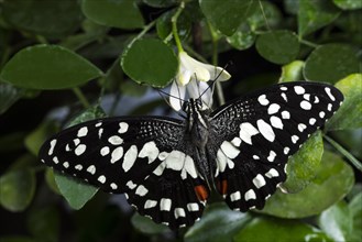 Black white butterfly with its wings opened