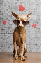 Cute little chihuahua dog surrounded by hearts