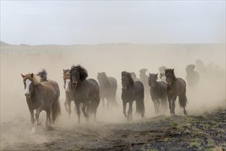 Running Icelandic horses