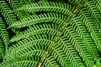 Close up view Sphaeropteris cooperi or Cyathea cooperi lacy tree fern