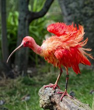 Scarlet ibises