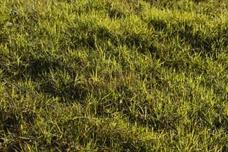 Flat lay green grass