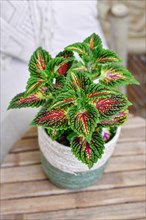 Painted nettle 'Coleus Blumei' plant with dark pink veins in basket flower pot on table