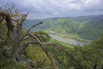 Partially storm-damaged pine tree and in the background the village of Schwallenbach on the Danube