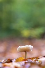 Single mushroom in beech foliage