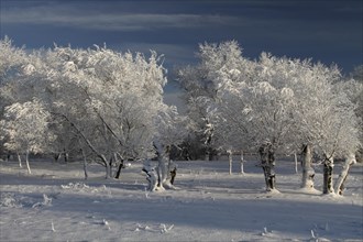 Trees with hoarfrost