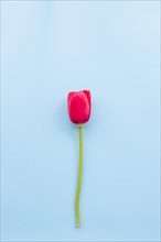 Bright red tulip with cut stem