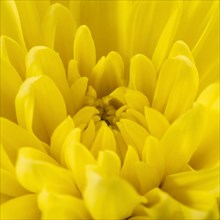 Yellow flower detailed