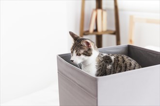 Adorable cat box