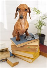 Cute dog sitting books