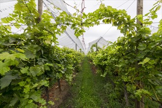 Vineyard covered with protective nets