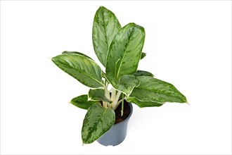 Exotic 'Aglaonema Royal Diamond' houseplant with silver pattern on leaves on white background