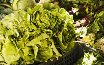 Butterhead lettuce with green vegetables market stall organic farmers grocery store