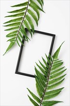 Fern leaves branch with wooden frame border white surface