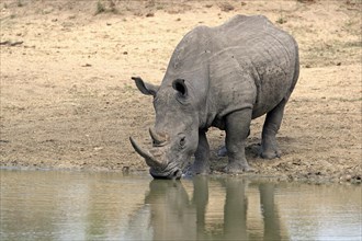 White rhinoceros