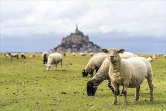 Sheep in front of the monastery mountain Mont Saint-Michel