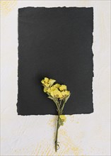 Yellow flower branch with black paper table
