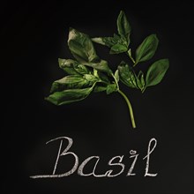 Close up basil writing