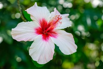 (Hibiscus syriacus) tropical white flower in a garden close up. It is a national flower of South