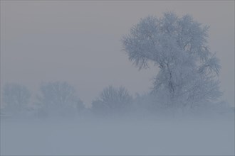 Foggy atmosphere with hoarfrost on the Weser island of Strohauser Plate
