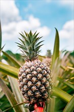 View of a beautiful tropical pineapple in a plantation with sky in the background. Harvest season and cultivation of pineapples