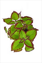 Top view of potted painted nettle 'Coleus Blumei Velvet' plant on white background