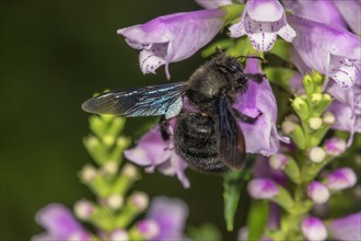 Blue wood bee