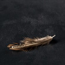High angle quail feather