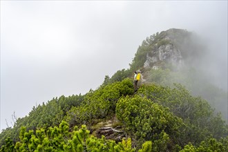 Mountaineer on the foggy ridge of the Katzenkopf covered with mountain pines