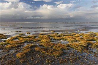 View into the mudflats to the north on the island of Minsener Oog