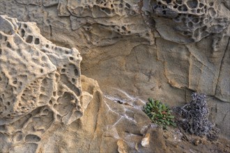 Bizarre rock formations and plant in the Buca delle Fate